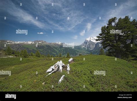 The Wetterhorn from Mannlichen Switzerland Stock Photo - Alamy