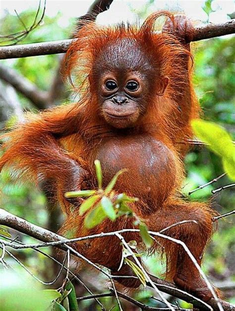 Baby orangutan | Cute baby animals, Baby animals, Baby orangutan