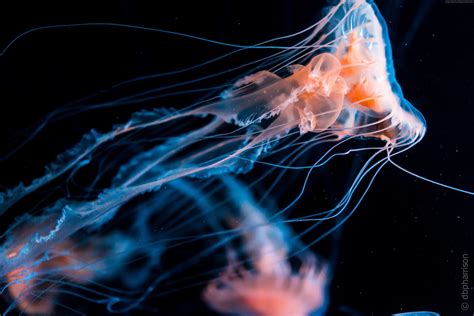 Glowing Jellyfish Wallpapers - Wallpaper Cave