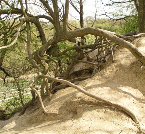 Exposed tree roots © Andy Potter cc-by-sa/2.0 :: Geograph Britain and ...