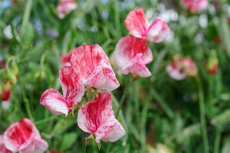 Lathyrus odoratus 'America' - BBC Gardeners World Magazine