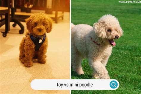 Toy vs Miniature Poodle [Comparison + Photos] - Poodle Club