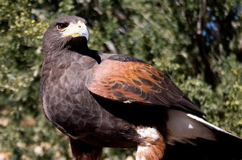 Harris Hawk Facts – Harris Hawk Habitat & Diet