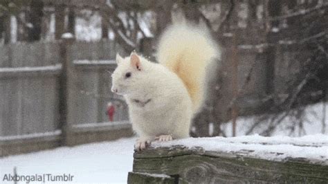 White Squirrel GIFs - Find & Share on GIPHY