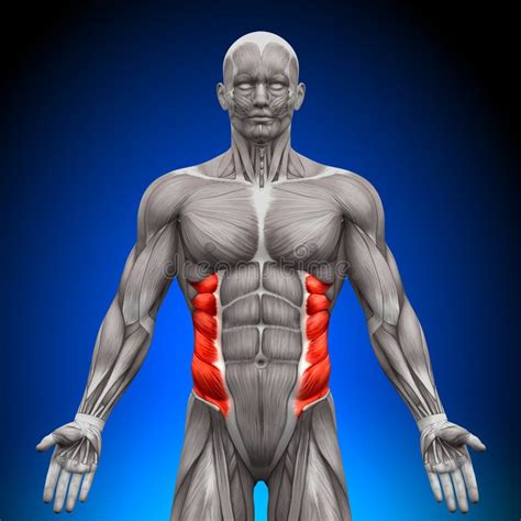 External Oblique - Anatomy Muscles Stock Illustration - Illustration of ...