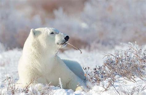 Do Polar Bears Hibernate? - Polar Bear Hibernation • Polar Bear Facts