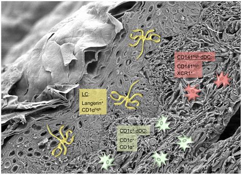 Frontiers | Functional Specialization of Skin Dendritic Cell Subsets in ...