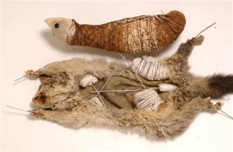 What Is a Taxidermy Animal? Unraveling the art, process, and diverse ...