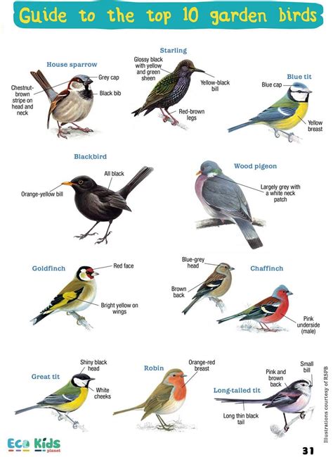 Common garden birds | Backyard birds watching, Bird garden, Common ...