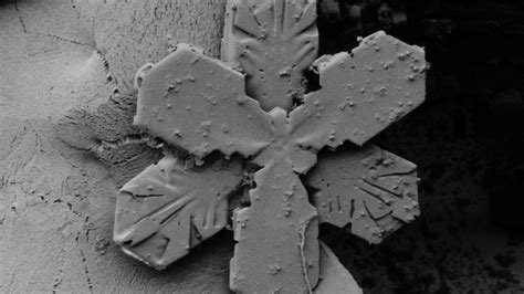 14 Striking Photos of Snow Under an Electron Microscope | PCMag