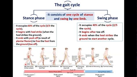 How Your Gait Cycle Impacts Your Health AposHealth®, 47% OFF