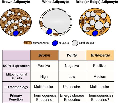 Adipocytes