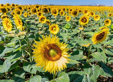 Premium AI Image | a sunflower field nature landscape