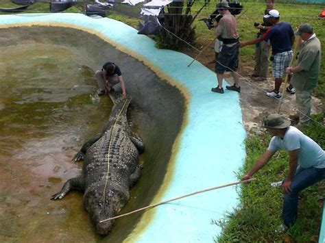 Lolong is the largest crocodile ever measured and is 20 feet 3 inches. : r/pics