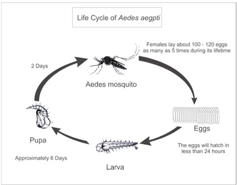 Dengue Mosquito Life Cycle