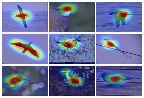 Some examples of saliency maps extracted by SEN in our Saliency-guided... | Download Scientific ...