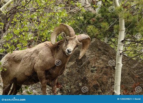 Bighorn Sheep in Colorado stock image. Image of flower - 120339821