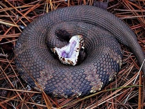 Cottonmouth … or water snake?: Fear keeps some from knowing (or caring ...