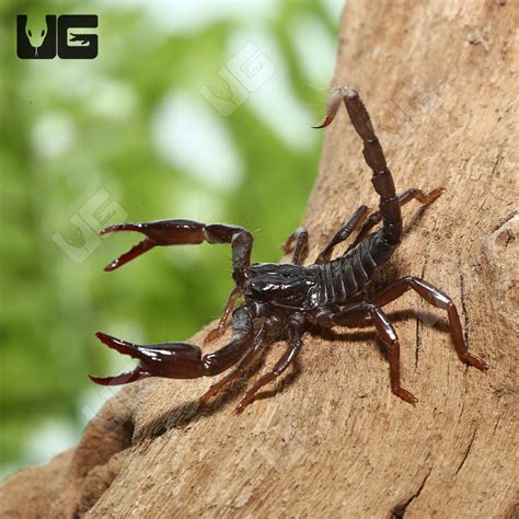 Asian Forest Scorpions For Sale - Underground Reptiles