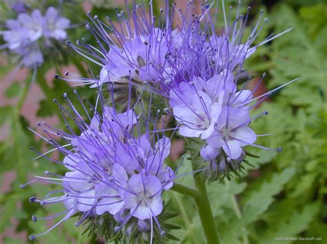 Bee friendly plants you can grow in your garden | Newground