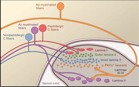 Cellular and Molecular Mechanisms of Pain | Semantic Scholar