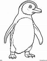 Baby Penguin Coloring Page sketch template
