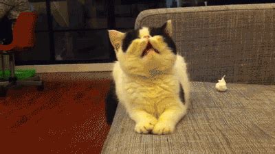 Cat Sneezing GIF - Find & Share on GIPHY