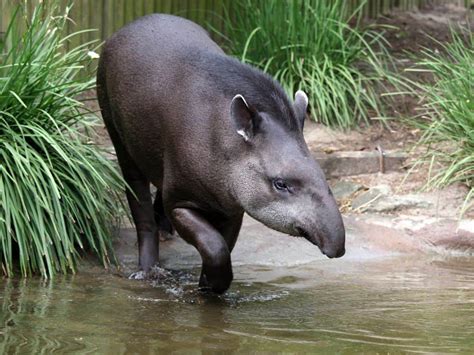 30 Cool Animals in Monteverde Cloud Forest to See on a Visit