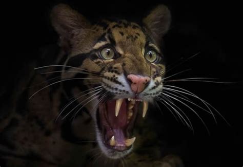 The clouded leopard has the largest canine teeth of all wild cats ...