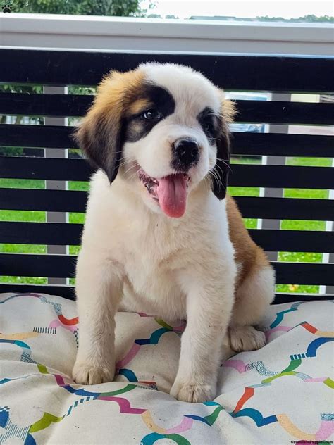 Saint Bernard Puppies for Sale - Greenfield Puppies