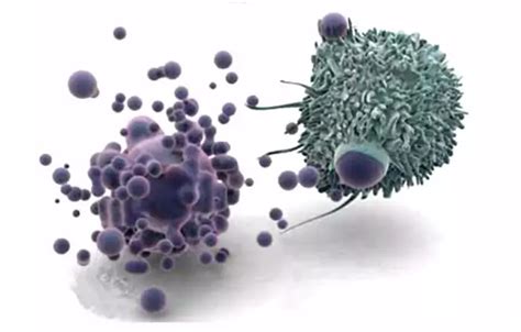 Cell apoptosis was detected from morphology-Biobool News | biobool.com