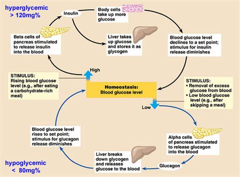 Biology Notes for A level: #113 The control of blood glucose