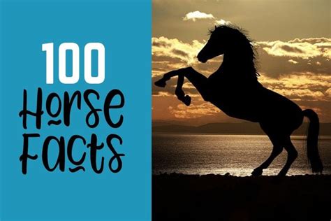 100 Horse Facts - Organized by Category! - Helpful Horse Hints