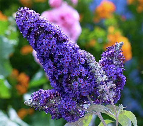 Nectar-rich dwarf butterfly bushes add vibrant cones of color