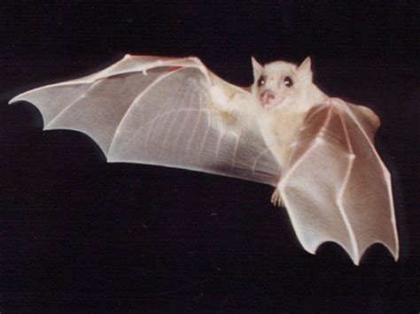 Albino bat | Albino animals, Animals, Cute animals