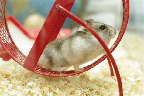 Hamster Wheels: Why Your Hamster Needs One » Petsoid