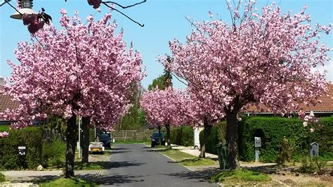 Prunus Serrulata Kanzan Flowering Cherry | Best Flower Site