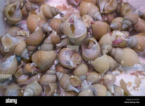 Edible snails on a market stall Stock Photo - Alamy