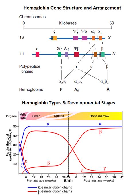 Hemoglobin Gene Structure & Hemoglobin Disorder: Lecture Notes