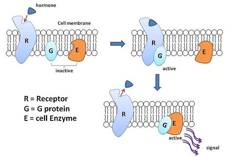 How Do G Protein Coupled Receptors Work - Pediaa.Com