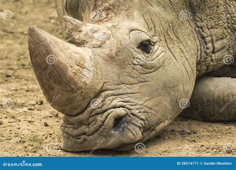 Sad Rhino stock image. Image of nature, portrait, horn - 58514771