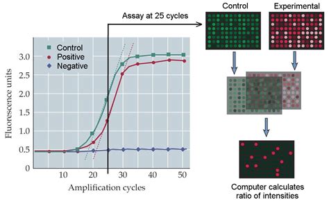 Principle of RT-PCR