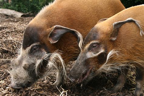 Red river hog - Dublin Zoo