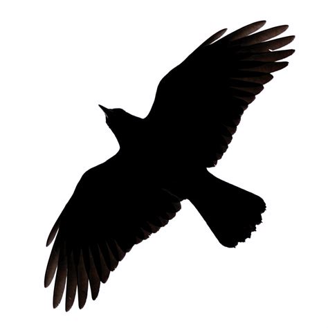 Free Cute Raven Cliparts, Download Free Cute Raven Cliparts png images ...