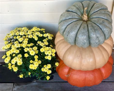 Cinderella Pumpkins | Pumpkin, Cinderella pumpkin, Fall porch