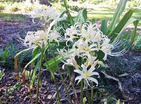 White Spider Lily (Lycoris albiflora) - Southern Bulbs