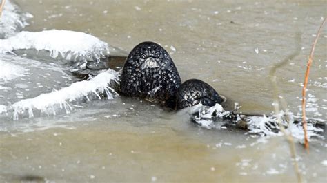 ‘Frozen’ alligators stick noses through ice to survive in Oklahoma ...