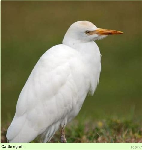 Pin by Reuben Paul Lubanga on Birds of Lake Victoria, | Animals, Lake ...