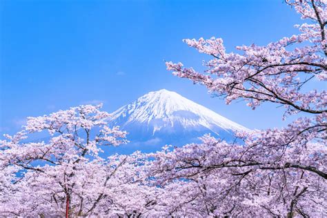 日本國花是櫻花嗎？你所不知道的「櫻花」豆知識 | tsunagu Japan 繫日本