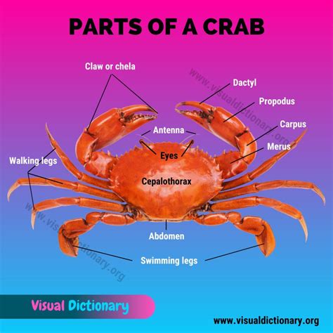 Crab Anatomy: External Parts of a Crab - Visual Dictionary